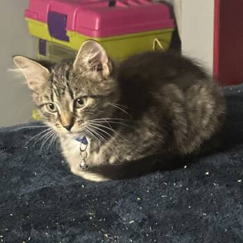 Rescue Domestic Short Hair Cats for Adoption in South Elgin, Illinois - Angel | PetCurious