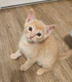 Luke -  Tabby Cat Available for Adoption in San Juan Capistrano, California - Luke | PetCurious