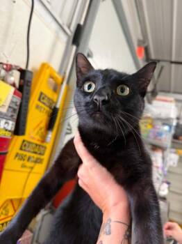 Barney -  Domestic Short Hair Cat for Adoption in Greensburg, Indiana - Barney | PetCurious