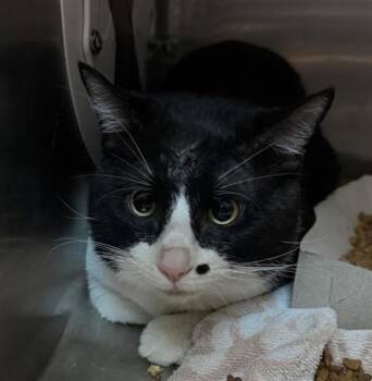 Othello -  Domestic Short Hair Cat for Adoption in El Paso, Texas - Othello | PetCurious