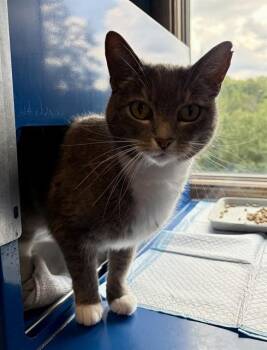 HYACINTH -  Domestic Short Hair Cat for Adoption in Westminster, Maryland - HYACINTH | PetCurious