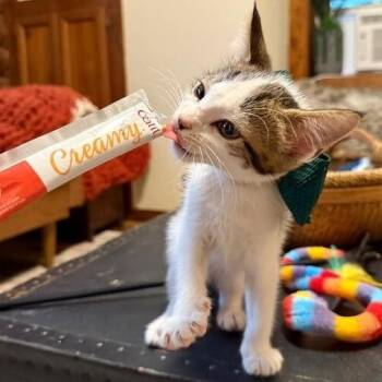 Timber Lumberton -  Tabby and Domestic Short Hair Cat for Adoption in Friendswood, Texas - Timber Lumberton | PetCurious