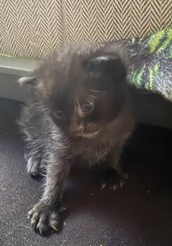 Margot -  Domestic Short Hair Cat for Adoption in Ferndale, Michigan - Margot | PetCurious