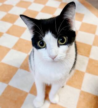 Rescue Tuxedo Cats for Adoption in Philadelphia, Pennsylvania - Andromeda *bonded With Lyra* | PetCurious