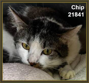 CHIP (see also DALE) -  Domestic Short Hair Cat for Adoption in Marietta, Georgia - CHIP (see Also DALE) | PetCurious