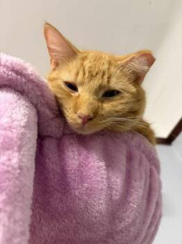west -  Tabby Cat for Adoption in Chicago, Illinois - West | PetCurious