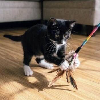 Nyne -  Domestic Short Hair Cat for Adoption in Bentonville, Arkansas - Nyne | PetCurious