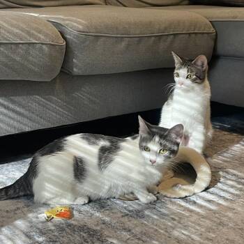 Gin and Tonic -  Domestic Short Hair Cat Available for Adoption in Evanston, Illinois - Gin And Tonic | PetCurious