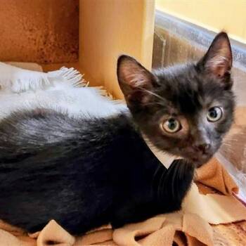Domestic Short Hair Cats Available for Adoption in Pasadena, California - Hermes | PetCurious