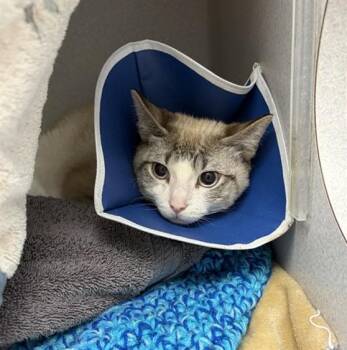 Domestic Short Hair Cats Available for Adoption - FINNEGAN | PetCurious