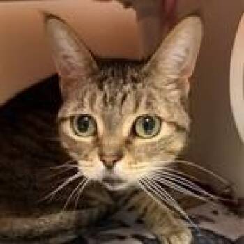 Domestic Short Hair Cats Available for Adoption - Nike | PetCurious