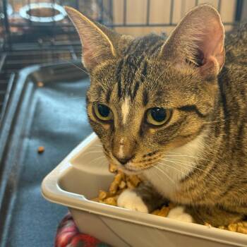 Float -  Domestic Short Hair Cat for Adoption in Horn Lake, Mississippi - Float | PetCurious