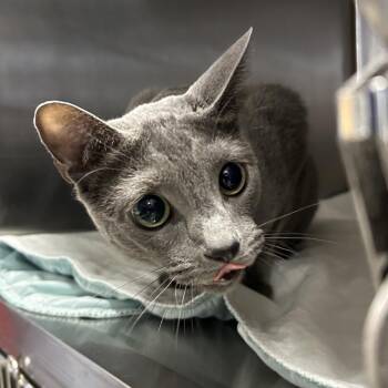 Blue -  Russian Blue Cat for Adoption in Oyster Bay, New York - Blue | PetCurious