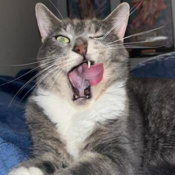 Domestic Short Hair Cats Available for Adoption - Merlin -- Bonded Buddy With Bean & Lynxy | PetCurious