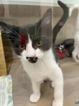 Birdi -  Domestic Short Hair Cat for Adoption in Bellevue, Washington - Birdi | PetCurious
