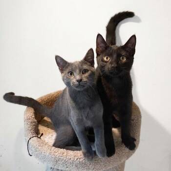 Jade and Jet -  Domestic Short Hair Cat for Adoption in Miami, Florida - Jade And Jet | PetCurious