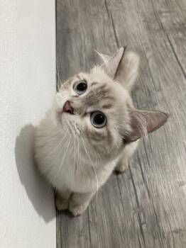 sukkar -  Ragdoll Cat for Adoption in Toronto, Ontario - Sukkar | PetCurious