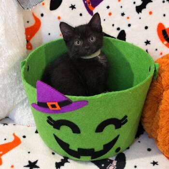 Nibbin -  Domestic Short Hair and Extra Toes Cat Hemingway Polydactyl Cat for Adoption in Mastic, New York - Nibbin | PetCurious