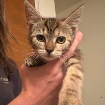 Jimmie -  Domestic Short Hair Cat for Adoption in Buellton, California - Jimmie | PetCurious