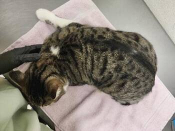 Domestic Short Hair Cats Available for Adoption - Jax | PetCurious