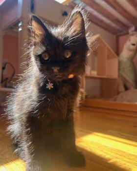 Domestic Medium Hair Cats Available for Adoption in San Francisco, California - Ozzy (bonded With Lita) | PetCurious