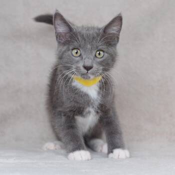 Taro (yellow) -  Domestic Medium Hair Cat for Adoption in Sunnyvale, California - Taro (yellow) | PetCurious