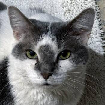 Loki -  Domestic Short Hair Cat for Adoption in Crystal Lake, Illinois - Loki | PetCurious
