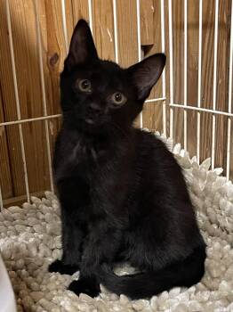 Domestic Short Hair Cats Available for Adoption in Warren, New Jersey - Twilight | PetCurious