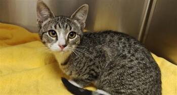 BECKHAM -  Domestic Short Hair Cat for Adoption in Santa Fe, New Mexico - BECKHAM | PetCurious
