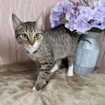 Skye -  Domestic Short Hair Cat for Adoption in Long Beach, Mississippi - Skye | PetCurious