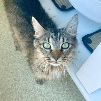 Ruby -  Domestic Medium Hair Cat for Adoption in Riverwoods, Illinois - Ruby | PetCurious
