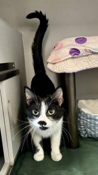 Domestic Short Hair Cats Available for Adoption in Kalamazoo, Michigan - ALOHA | PetCurious