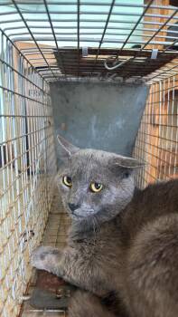 Williamson Feral 1 -  Domestic Short Hair Cat Available for Adoption in New Braunfels, Texas - Williamson Feral 1 | PetCurious