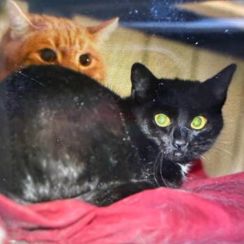 Domestic Short Hair Cats Available for Adoption - Eunice | PetCurious