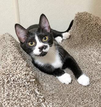 Peanut -  Domestic Short Hair Cat for Adoption in Lodi, California - Peanut | PetCurious