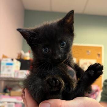 Domestic Short Hair Cats Available for Adoption in Columbus, Georgia - Scone 2471 | PetCurious