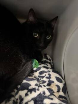 Sissy -  Domestic Short Hair Cat for Adoption in Daytona Beach, Florida - Sissy | PetCurious