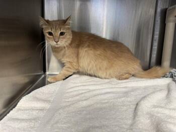 DORITA SWEETNESS SUPREME -  Domestic Short Hair Cat for Adoption in Santa Monica, California - DORITA SWEETNESS SUPREME | PetCurious