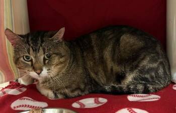BUDD -  Domestic Short Hair Cat for Adoption in Minneapolis, Minnesota - BUDD | PetCurious