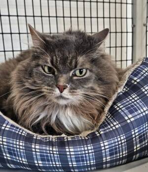 Stray gry/white -  Domestic Long Hair Cat for Adoption in Green River, Wyoming - Stray Gry/white | PetCurious