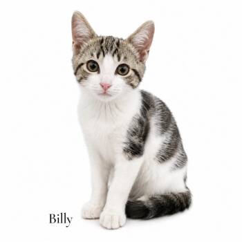 Billy -  Domestic Short Hair Cat for Adoption in Stevensville, Michigan - Billy | PetCurious
