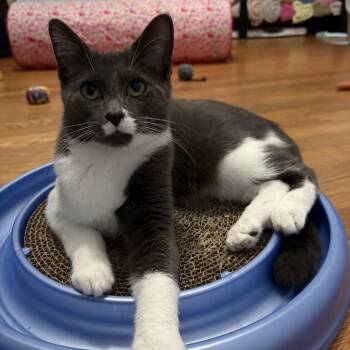 Cecile -  Domestic Short Hair Cat for Adoption in Grand Rapids, Michigan - Cecile | PetCurious