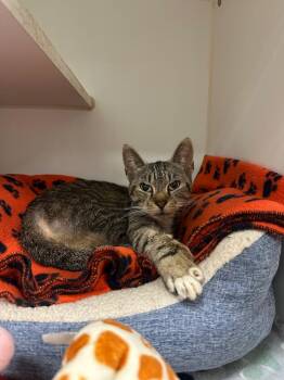 Tiger (Hwy 81 N) -  Domestic Short Hair Cat for Adoption in Johnson City, Tennessee - Tiger (Hwy 81 N) | PetCurious