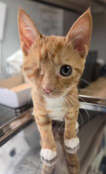 Madame Oculus -  Domestic Short Hair Cat for Adoption in Fresno, California - Madame Oculus | PetCurious