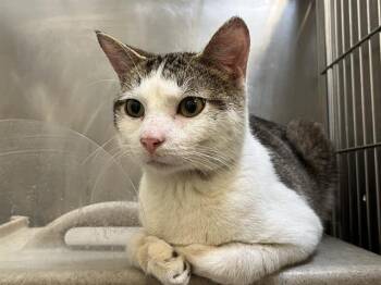 Rescue Domestic Short Hair Cats for Adoption in Tulsa, Oklahoma - GENERAL | PetCurious