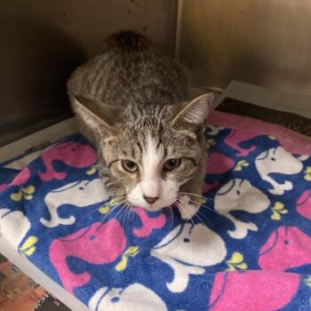 Milo -  Domestic Short Hair Cat for Adoption in Memphis, Tennessee - Milo | PetCurious