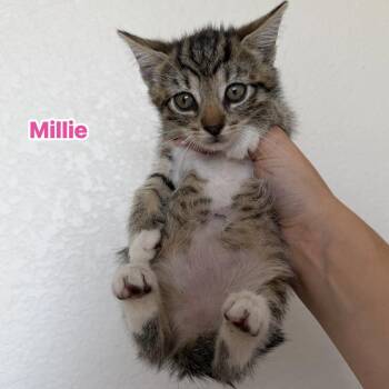 Millie -  Domestic Short Hair Cat for Adoption in Jacksonville, Florida - Millie | PetCurious