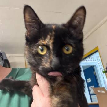 Willow -  Domestic Short Hair Cat for Adoption in Eureka Springs, Arkansas - Willow | PetCurious
