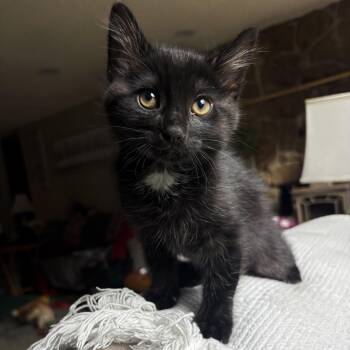 Domestic Short Hair Cats Available for Adoption in Ephrata, Washington - Ryder | PetCurious