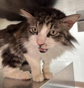 LEO -  Domestic Long Hair Cat for Adoption in Pueblo, Colorado - LEO | PetCurious